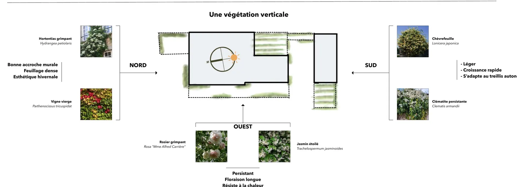 Une végétation verticale, choisie selon l'orientation · plan de principe